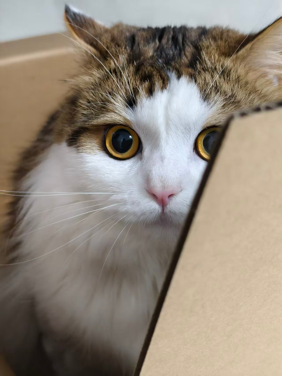 人的心情总有起伏