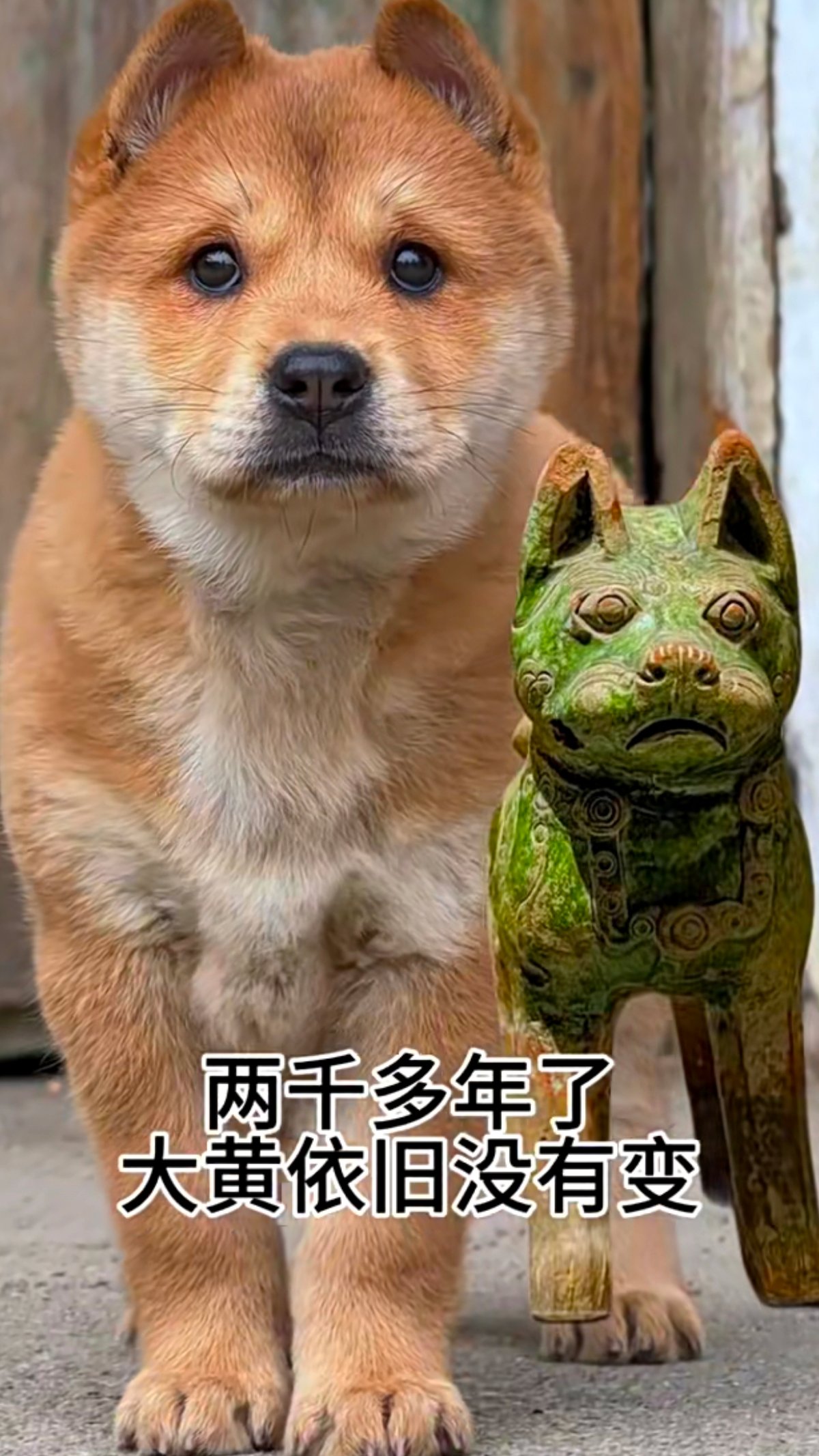大黄!黄狗白面,中国古代严选。帝王之相!犬中贵族。