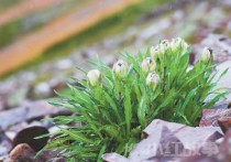 冰天雪地，为何也有植物开花？（把自然讲给你听）