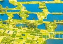 梧州市长洲岛绿色蔬菜生产基地内，菜地与鱼塘相映成趣